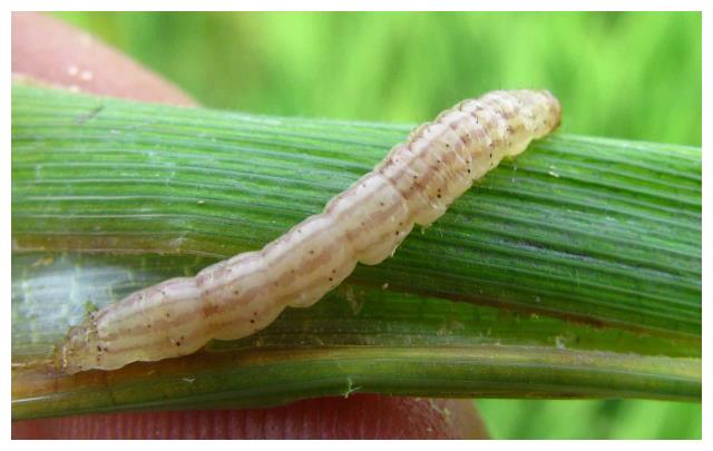 阿维菌素是万能农药,到底能防治哪些害虫?农民需注意3点