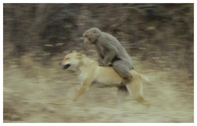 诛仙神猴与神狗用实力抢镜笑点满满你们给几分