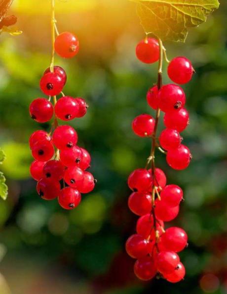 阳台上种花不如种红加仑为你长出红宝石一招吹爆简单