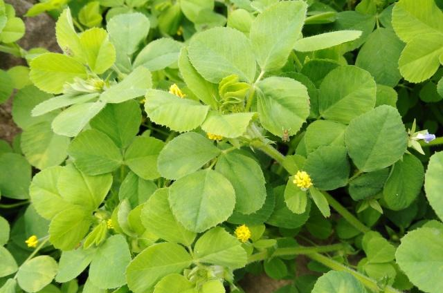 河边的兔儿草,却是野菜,能健脾美肤,凉拌起来酸辣可口