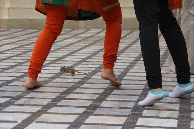 在这里踩死一只老鼠,要赔偿等同老鼠重量的黄金白银