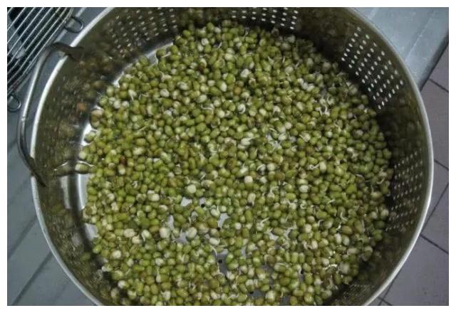 奶奶自己在家发豆芽的妙招只需两步太简单了 阿波罗新闻网 奶奶自己在家发豆芽的妙招只需两步太简单了 阿波罗新闻网