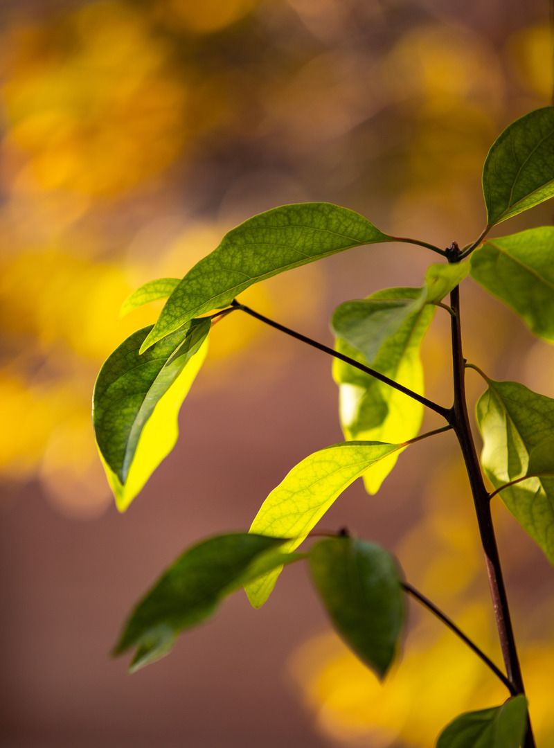 图虫静物摄影:无题