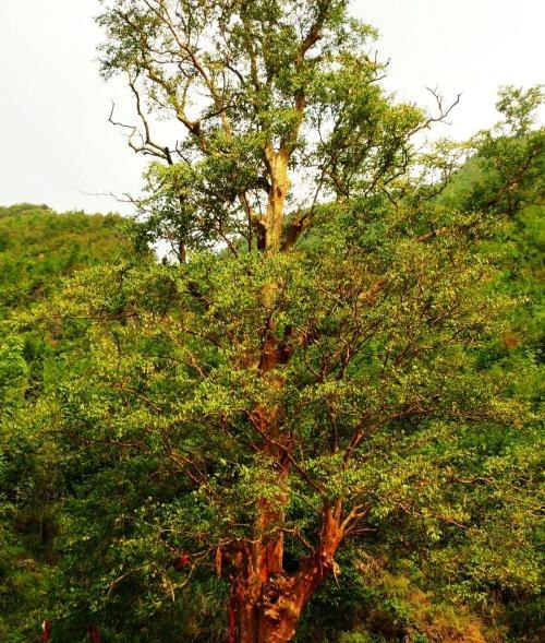 梵净山上最神奇的景观——千年紫薇王,只开花不结籽无法嫁接