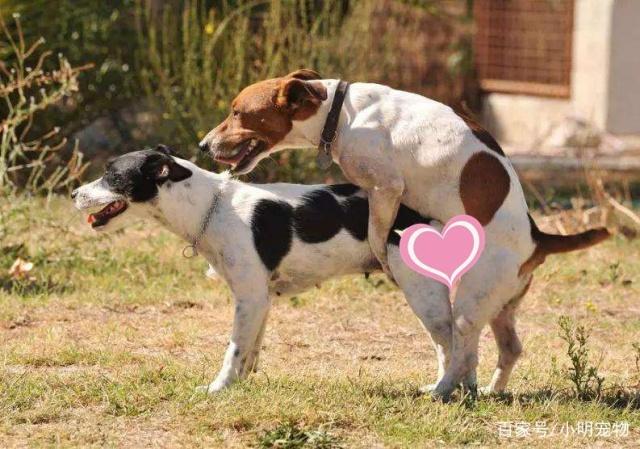 什么样的公狗可以让"女嘉宾"24盏灯全灭狗狗择偶也看颜值