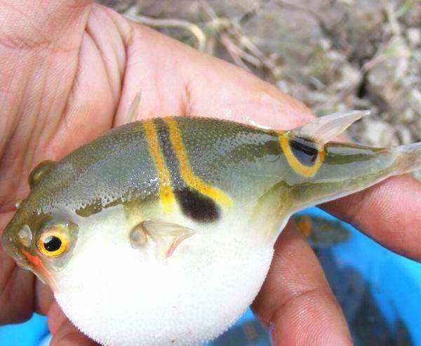 南方人俗称它为"乖鱼"带有剧毒,却依然有人不顾生命危险去吃它