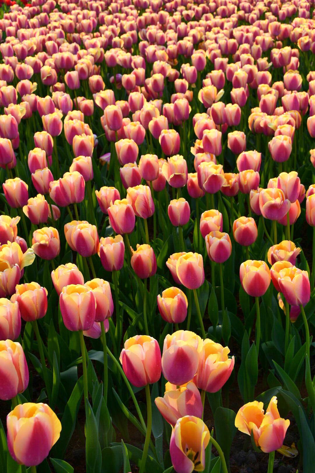 郁金香之皇家卡罗拉(原创)