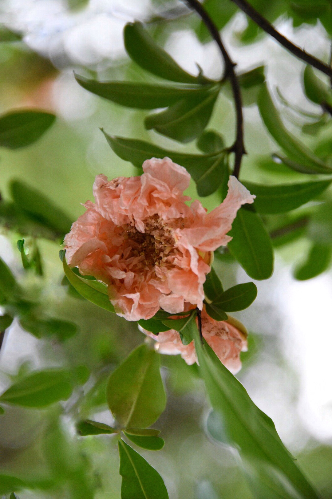 粉肉色的石榴花第一次见