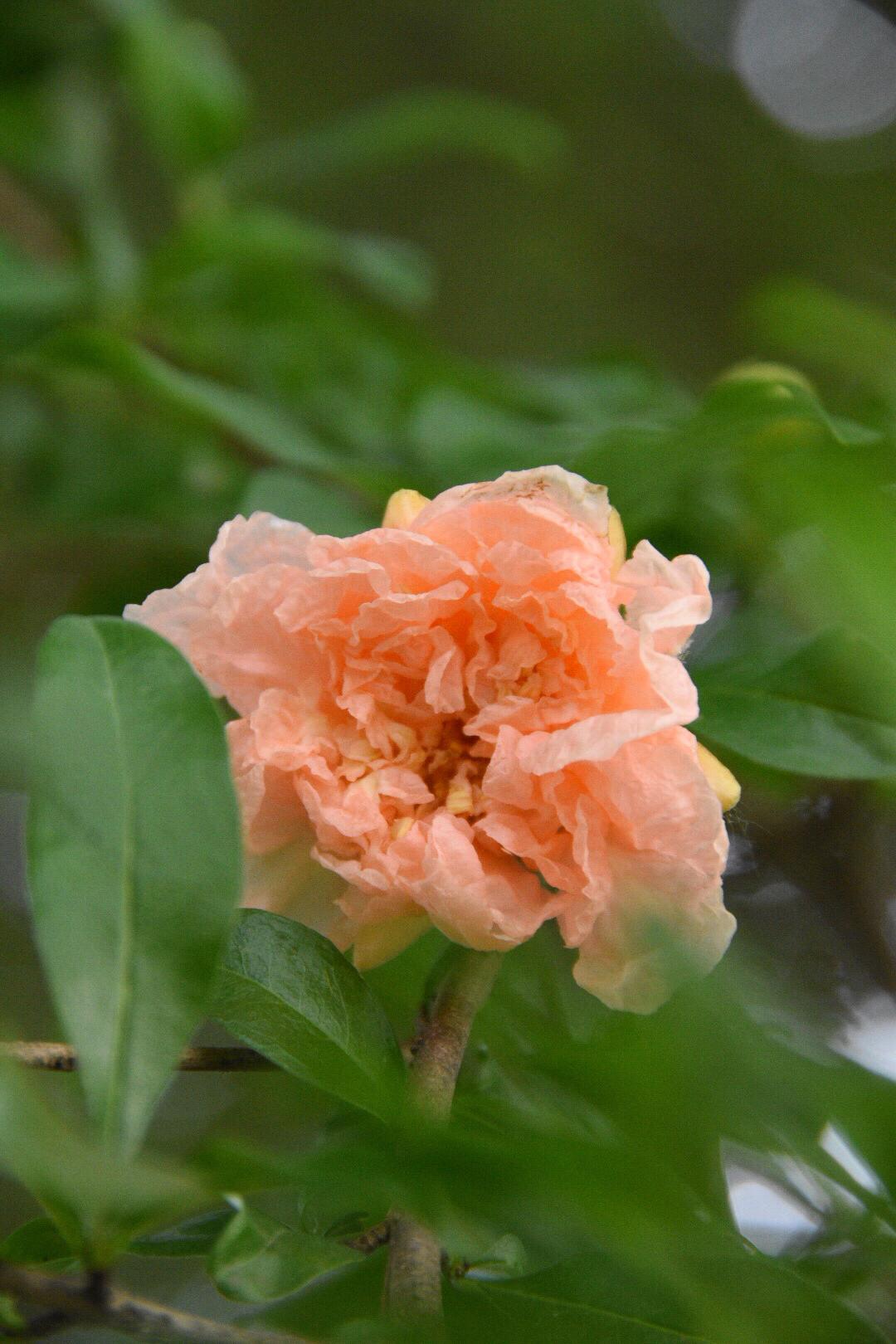 粉肉色的石榴花第一次见