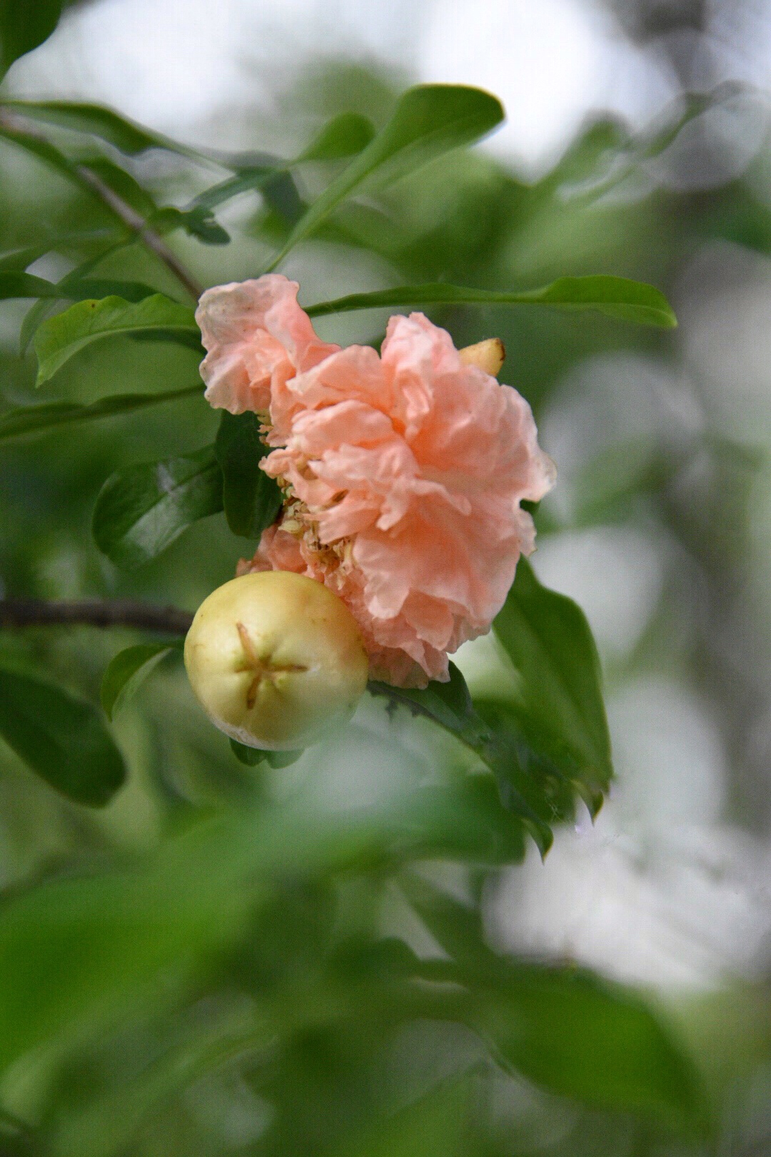 粉肉色的石榴花第一次见|石榴花|肉色_新浪新闻
