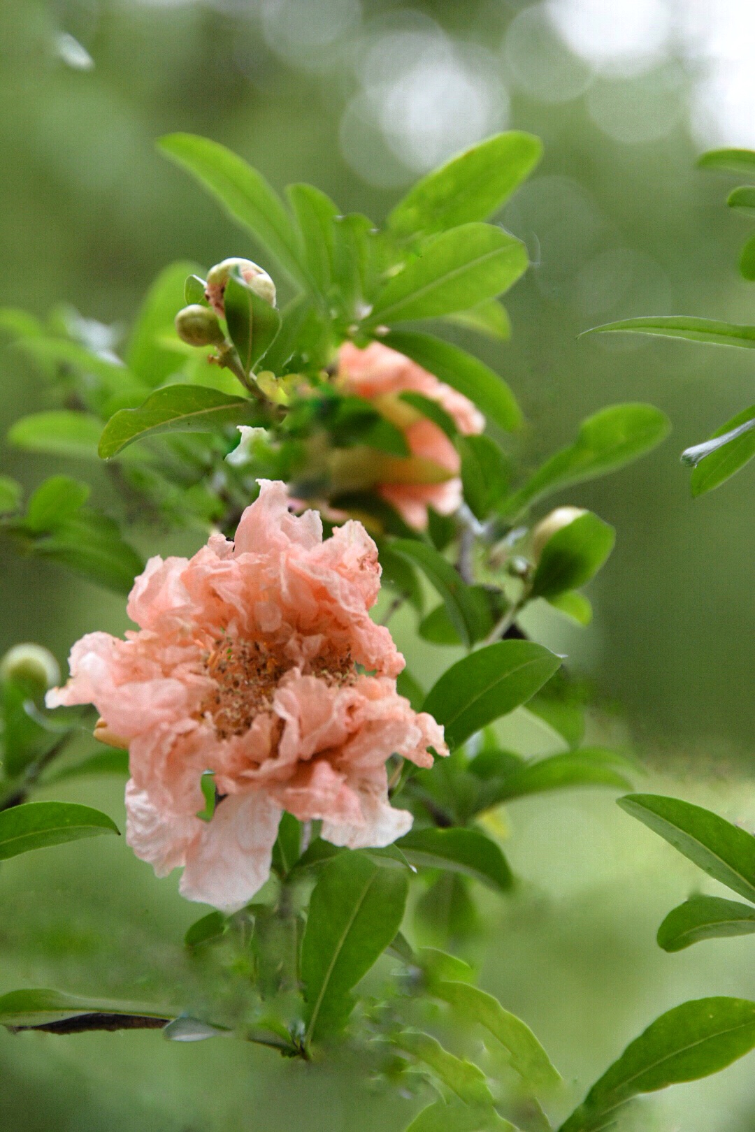 粉肉色的石榴花第一次见