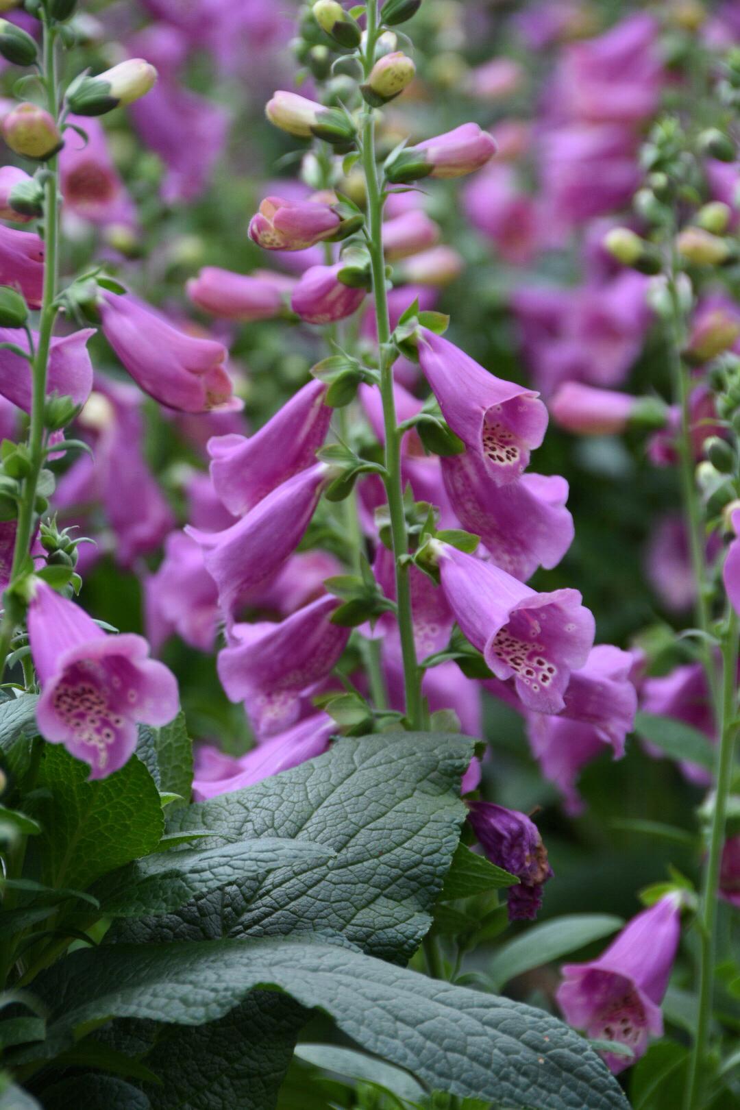 地黄哪里产的最好 优质地黄产区的核心优势