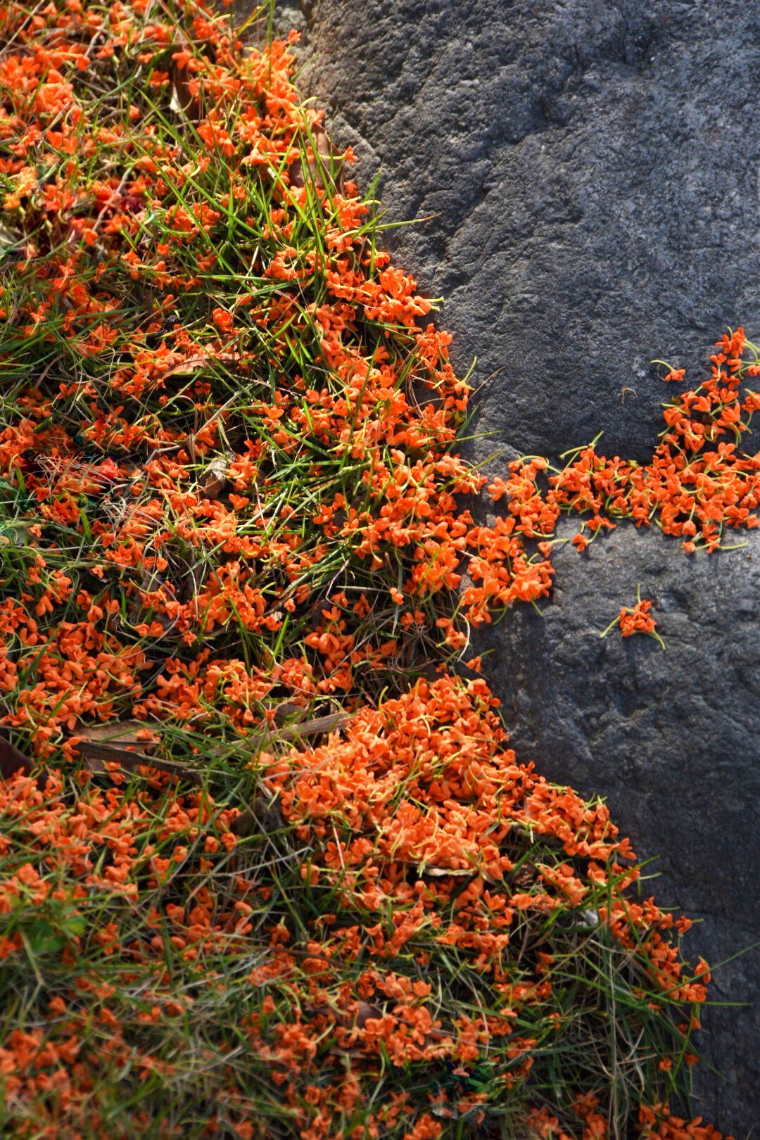 一叶秋风满地桂花/12图