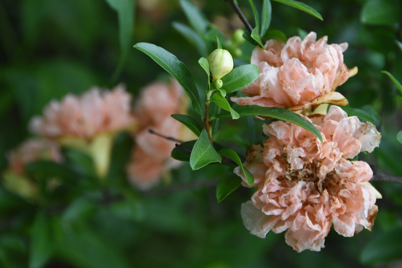 粉肉色的石榴花第一次见