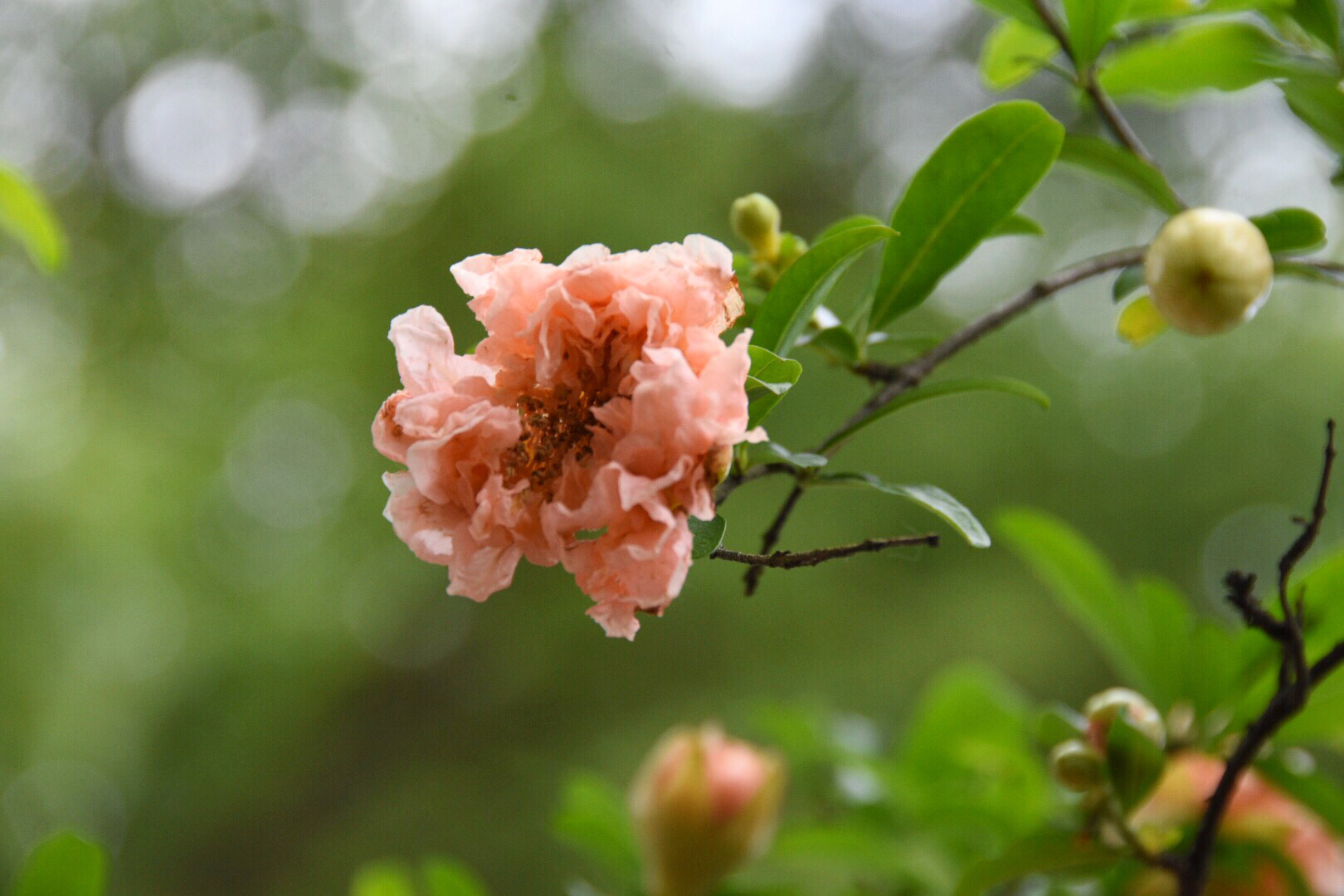 粉肉色的石榴花第一次见|石榴花|肉色_新浪新闻