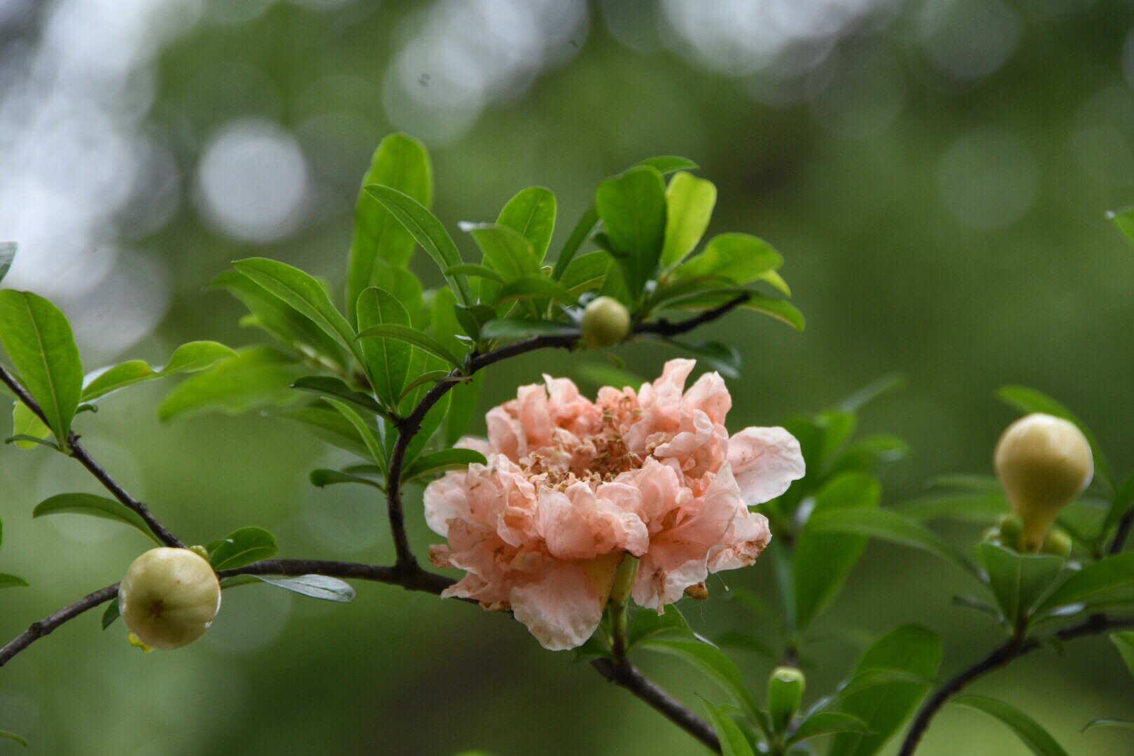 粉肉色的石榴花第一次见