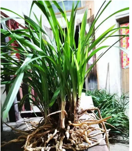 如何种植兰花？跟着这5步走，没有种不活的下山兰