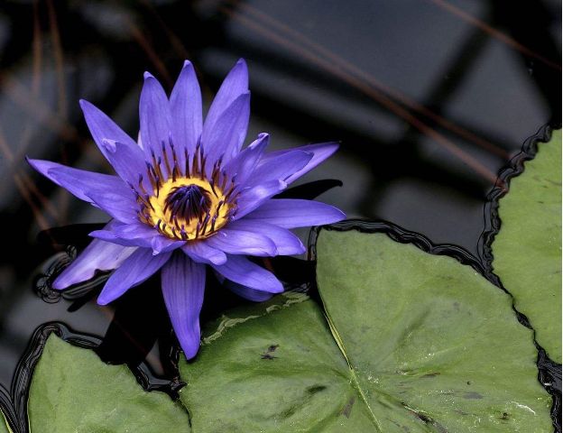 睡里心思浮水面 这么浪漫哀怨的诗句 你知道说的是什么花么 睡里心思浮水面 这么浪漫哀怨的诗句 你知道说的是什么花么