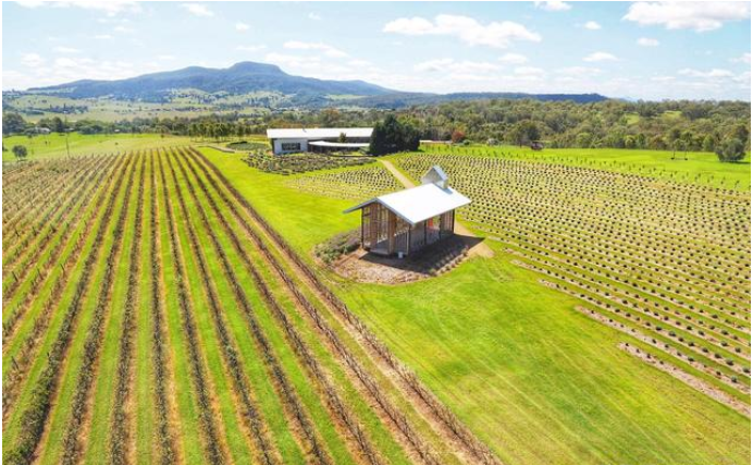 澳大利亚牧场真实体验:袋鼠比人多,吃喝自己造,出门坐马车