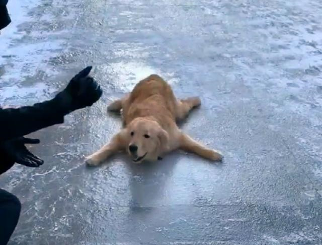 路上积雪结冰,金毛跟主人出去遛弯儿,摔在地上四仰八叉起不来