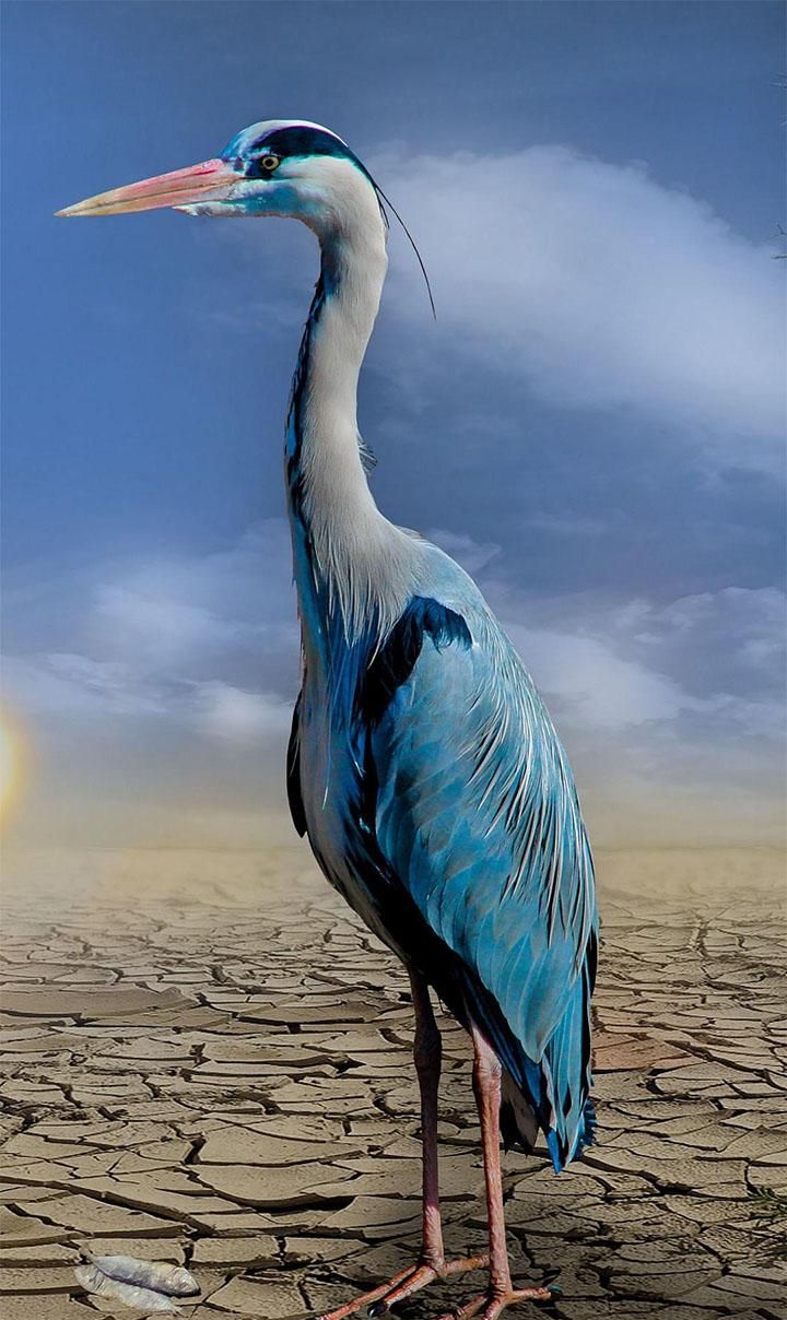 可爱的动物手机壁纸