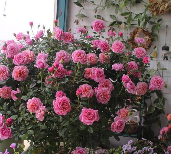 喜欢牡丹,不如养"珍稀玫瑰"康沃尔公爵夫人,花开高贵优雅!值