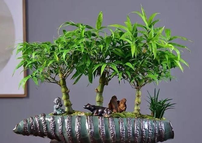 罗汉竹又叫佛肚竹,为禾本科的竹类植物.