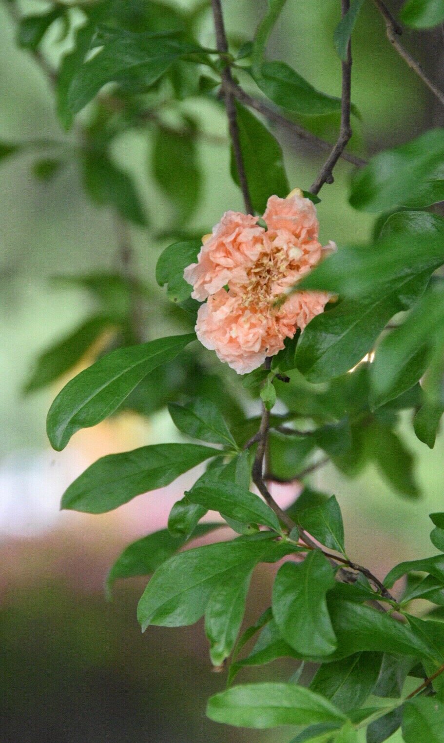 粉肉色的石榴花第一次见