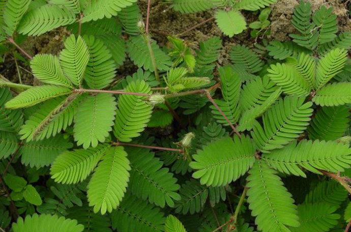 含羞草简谱_含羞草的花