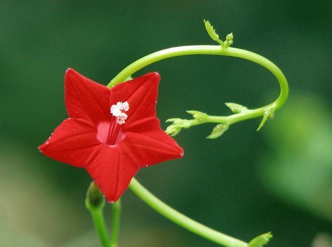 喜欢菊花 不如养盆锦屏封 花开似五角星 精致可爱 美丽非凡 喜欢菊花 不如养盆锦屏封 花开似五角星 精致可爱 美丽非凡