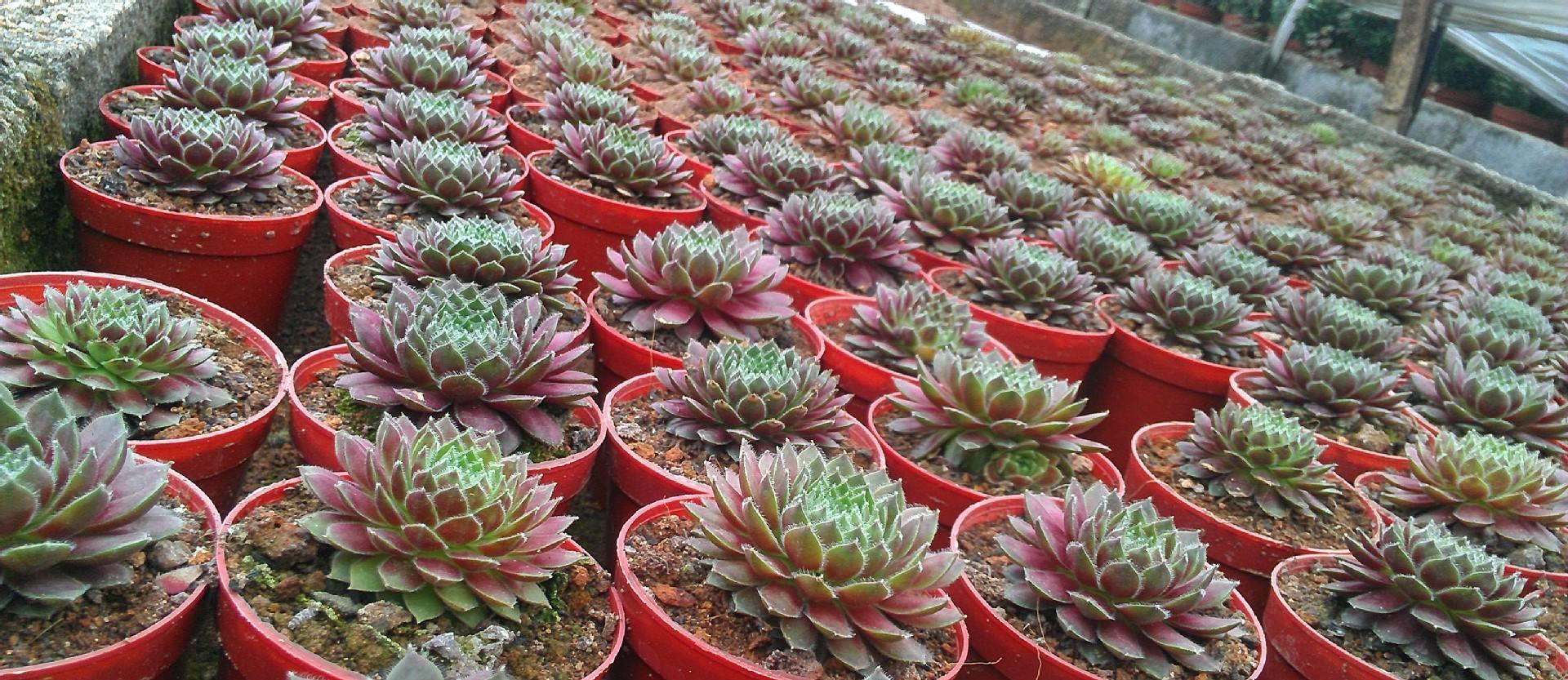 一见倾心,多肉紫牡丹,努力做花圃中最靓的肉仔