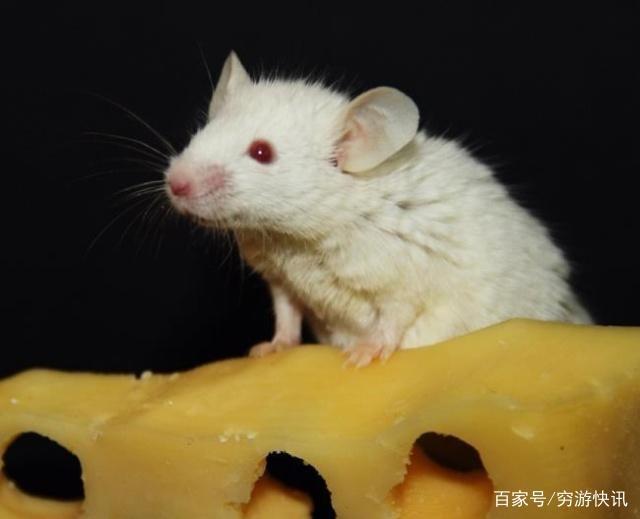 兽类是哺乳动物,是我们最为熟悉动物,它们与人类的关系极为密切