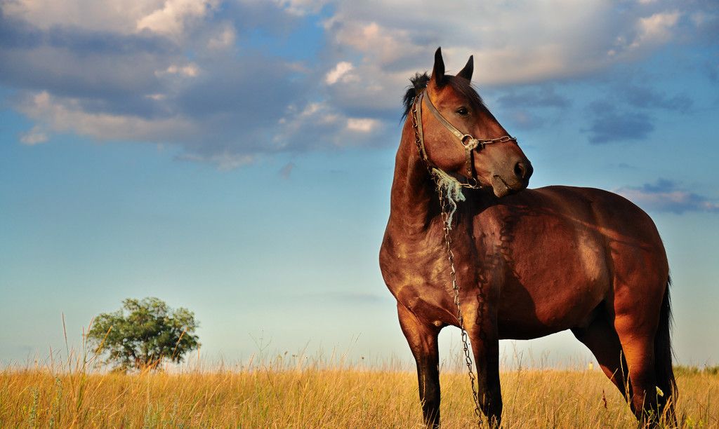 美丽英俊的烈马奔驰在草原上_高清图集_新浪网
