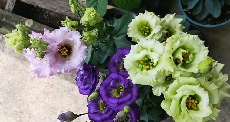 玫瑰花|盆栽|草原龙胆_新浪新闻