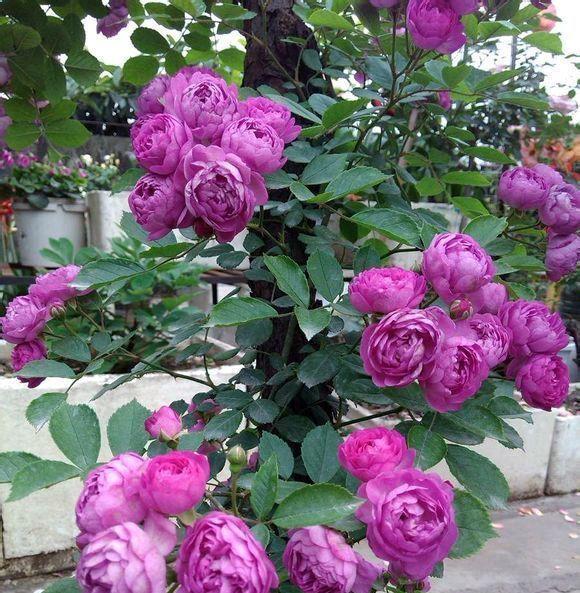 精品月季"葡萄园之歌",花繁叶茂,美丽怡人,你值得拥有