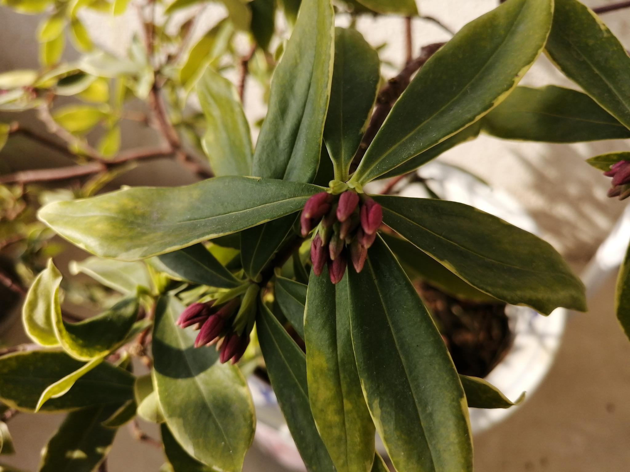 鼠年正月初九,继续来观赏金边瑞香_高清图集_新浪网