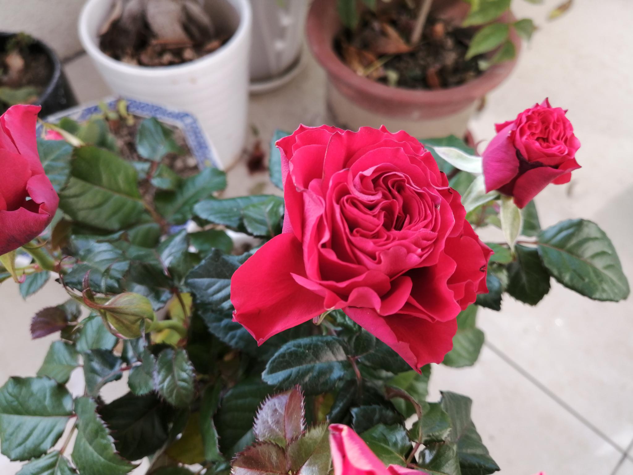 正月十一 来阳台上欣赏玫瑰花