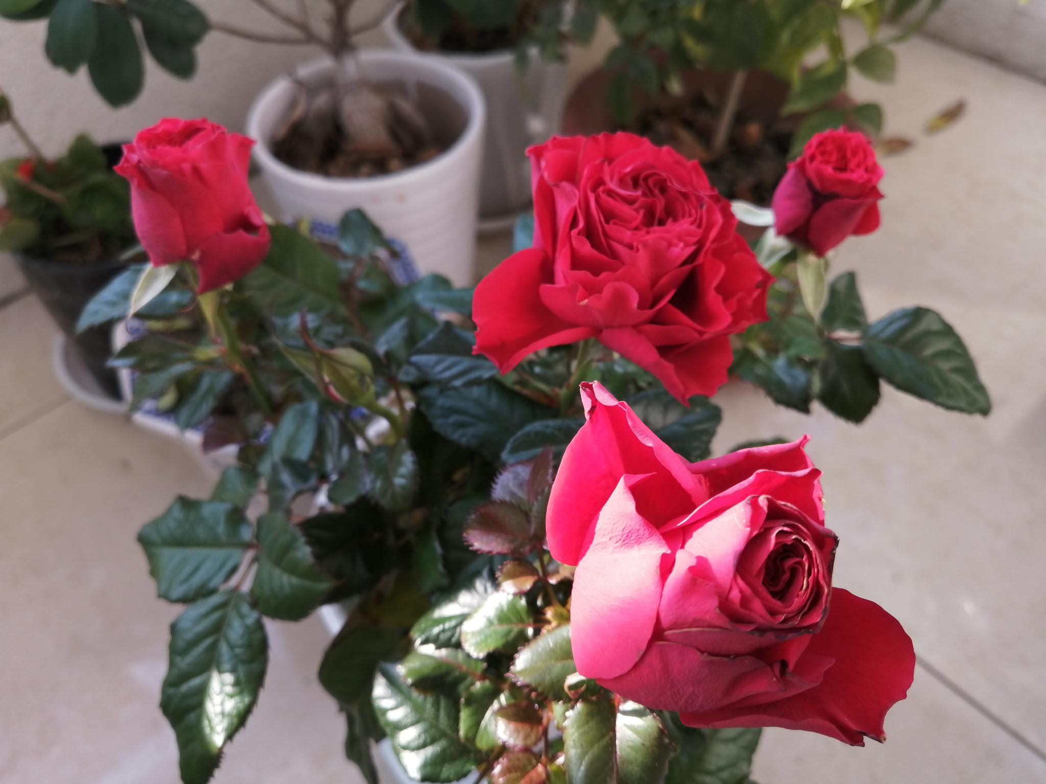 正月十一 来阳台上欣赏玫瑰花 高清图集 新浪网