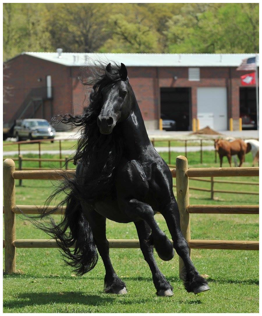 飘逸长发收编一票女粉丝:比还我美|长发|腓特烈|黑马王子_新浪新闻