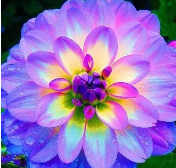 最漂亮的真实花朵图片(最漂亮的花朵图片大全 手机壁纸)