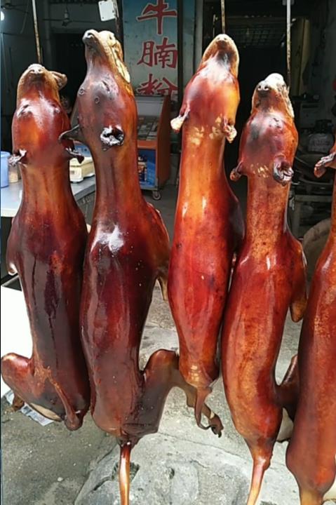 玉林荔枝狗肉节(玉林荔枝狗肉节是几号)