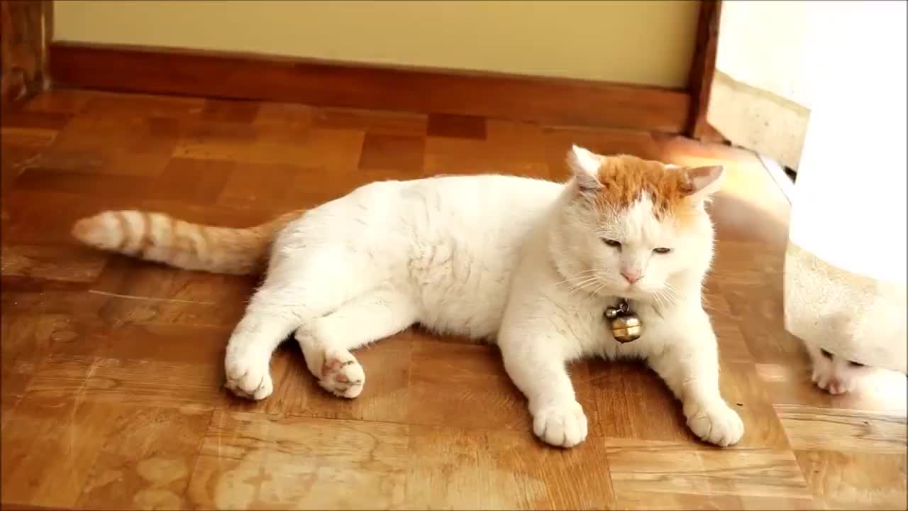 大猫静静地躺在地上休息小猫不停地捉弄它大猫的举动非常有爱