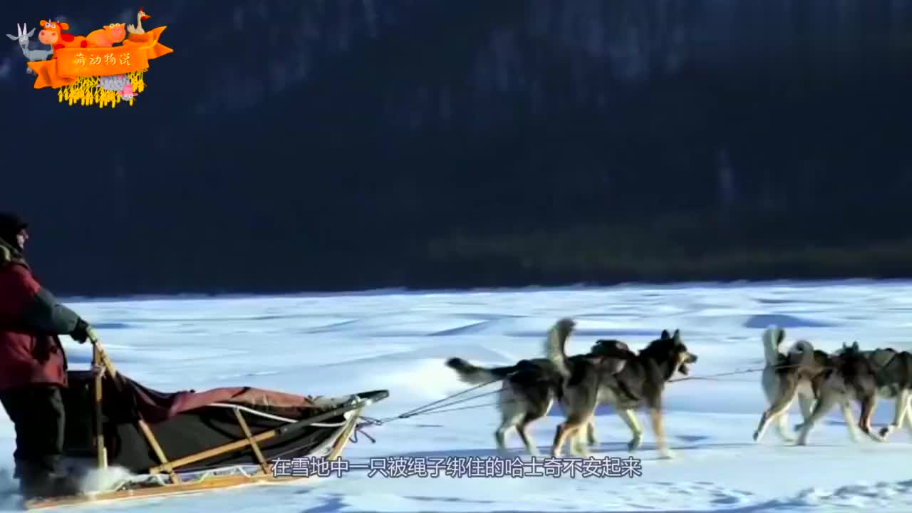 12种动物叫声:大熊猫、长颈鹿、北极熊、河马