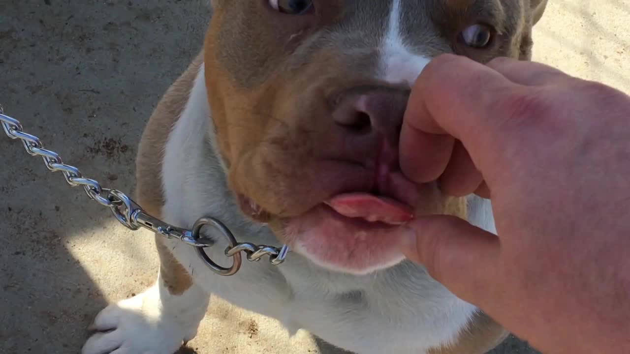 血狼犬:黄宏让蓝波,回家搬救兵