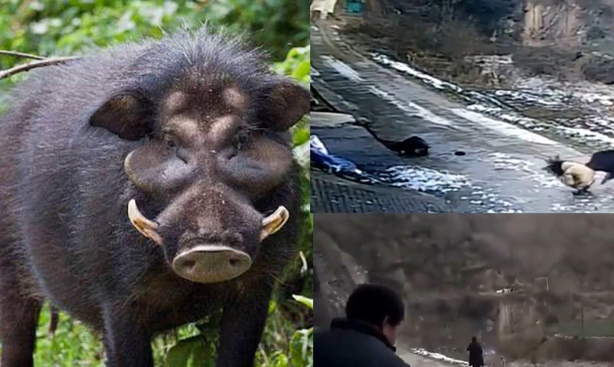 陕西省安康市紫阳县高桥镇裴坝村发生的野猪伤人事件,看了揪心