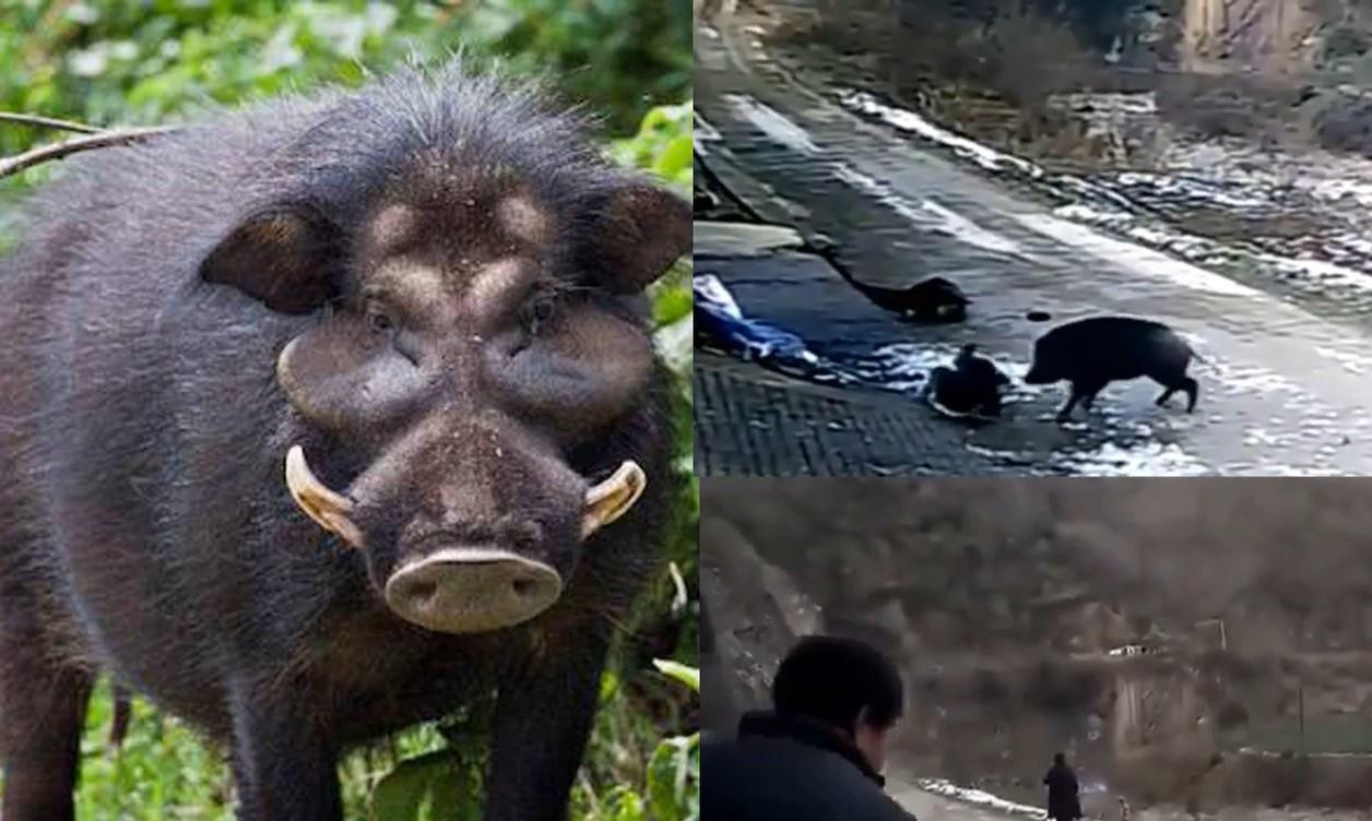 陕西省安康市紫阳县高桥镇裴坝村发生的野猪伤人事件,看了揪心