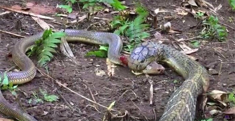 眼镜蛇与眼镜王蛇展开大战眼镜蛇不敌眼镜王蛇惨遭吞食