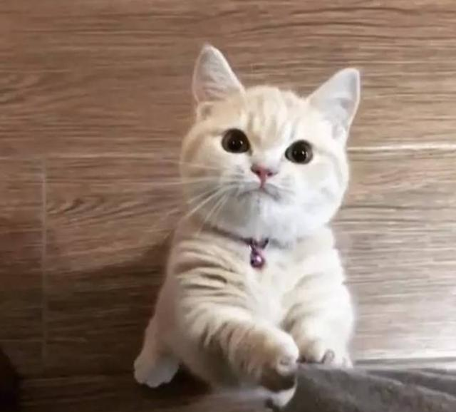 迎接一只可爱猫猫,你做好准备了吗?|猫咪|猫笼|小猫咪_新浪新闻