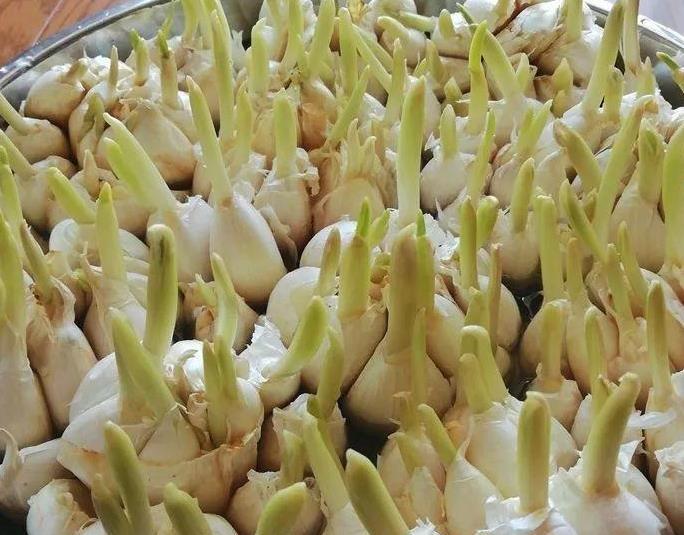 15块的黄金菜自己在家就能种成本只要1块钱