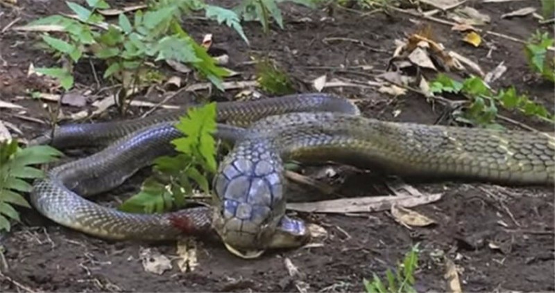 眼镜蛇与眼镜王蛇展开大战眼镜蛇不敌眼镜王蛇惨遭吞食